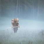 Klara, early morning